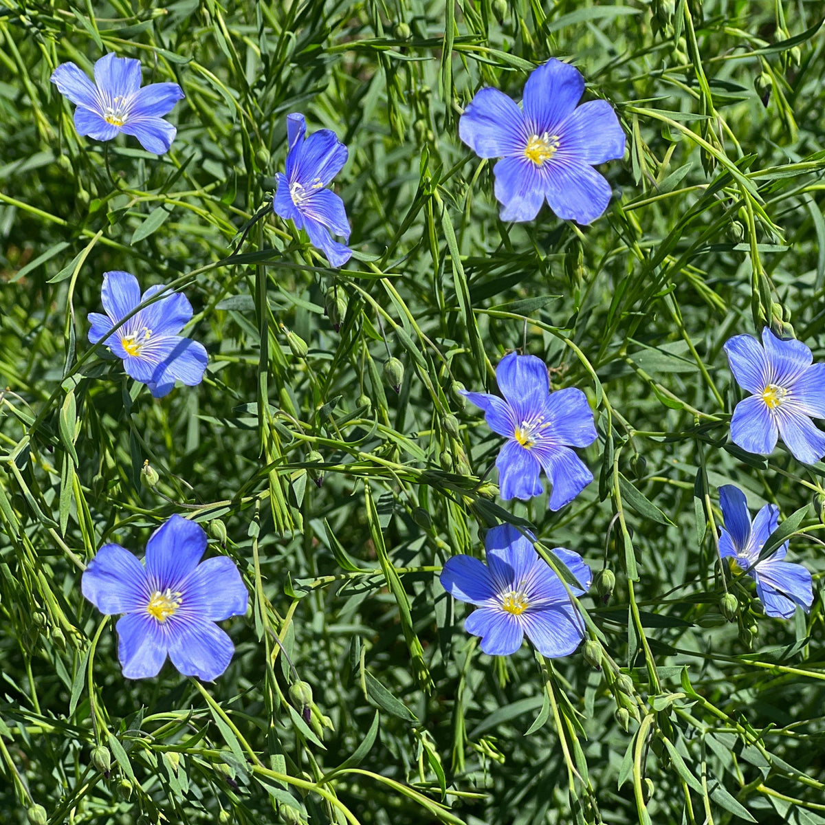 Common Flax, Linum Usitatissimum Seeds, 30 seeds