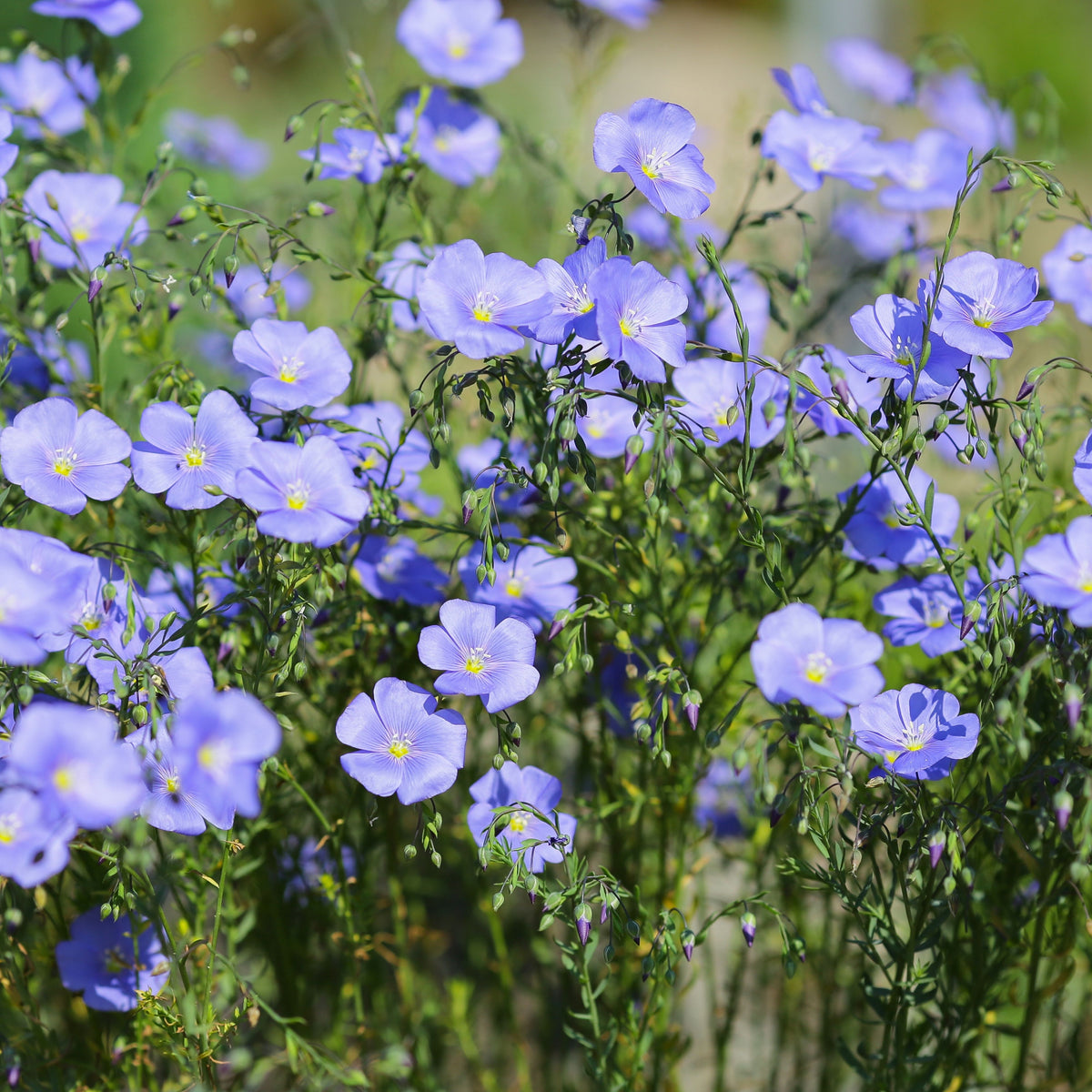 Common Flax, Linum Usitatissimum Seeds, 30 seeds
