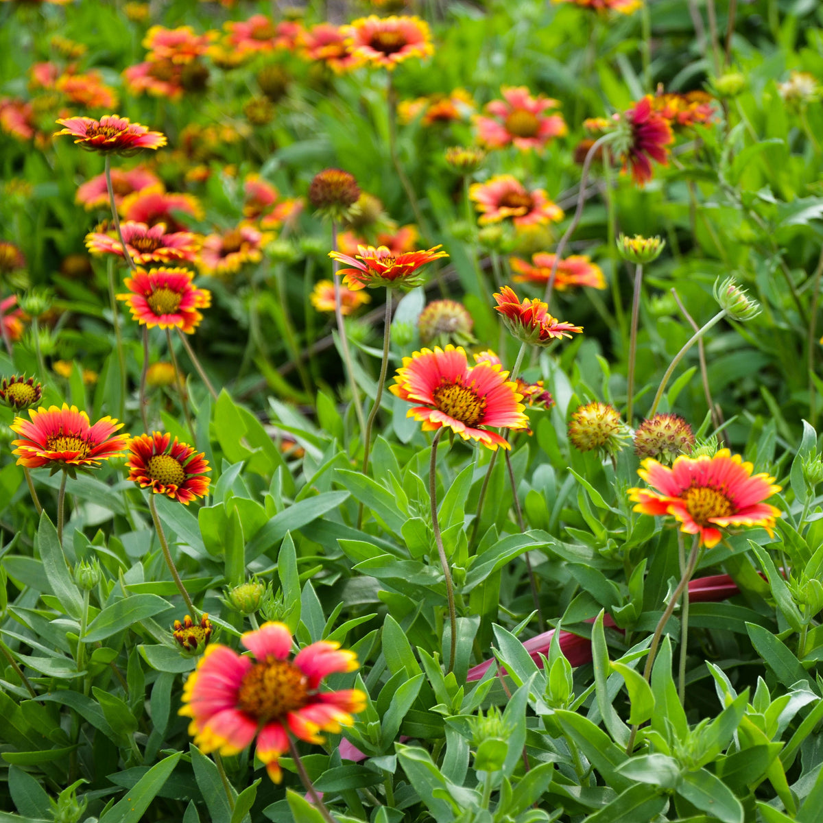 20s| Gaillardia pulchella 'Indian Blanket  Seeds– Blanket Flower – Heirloom, Non-GMO, Vibrant Red, Easy to Grow, Drought-Tolerant Perennial, Perfect for Pollinator Gardens, Borders, Cut Flowers, and Wildflower Meadows#8067