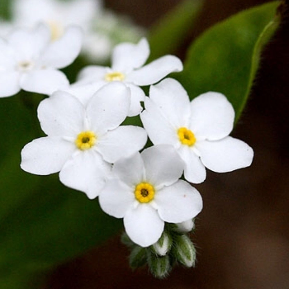 White Ball Alpine Forget-Me-Not Seeds - Bee Friendly