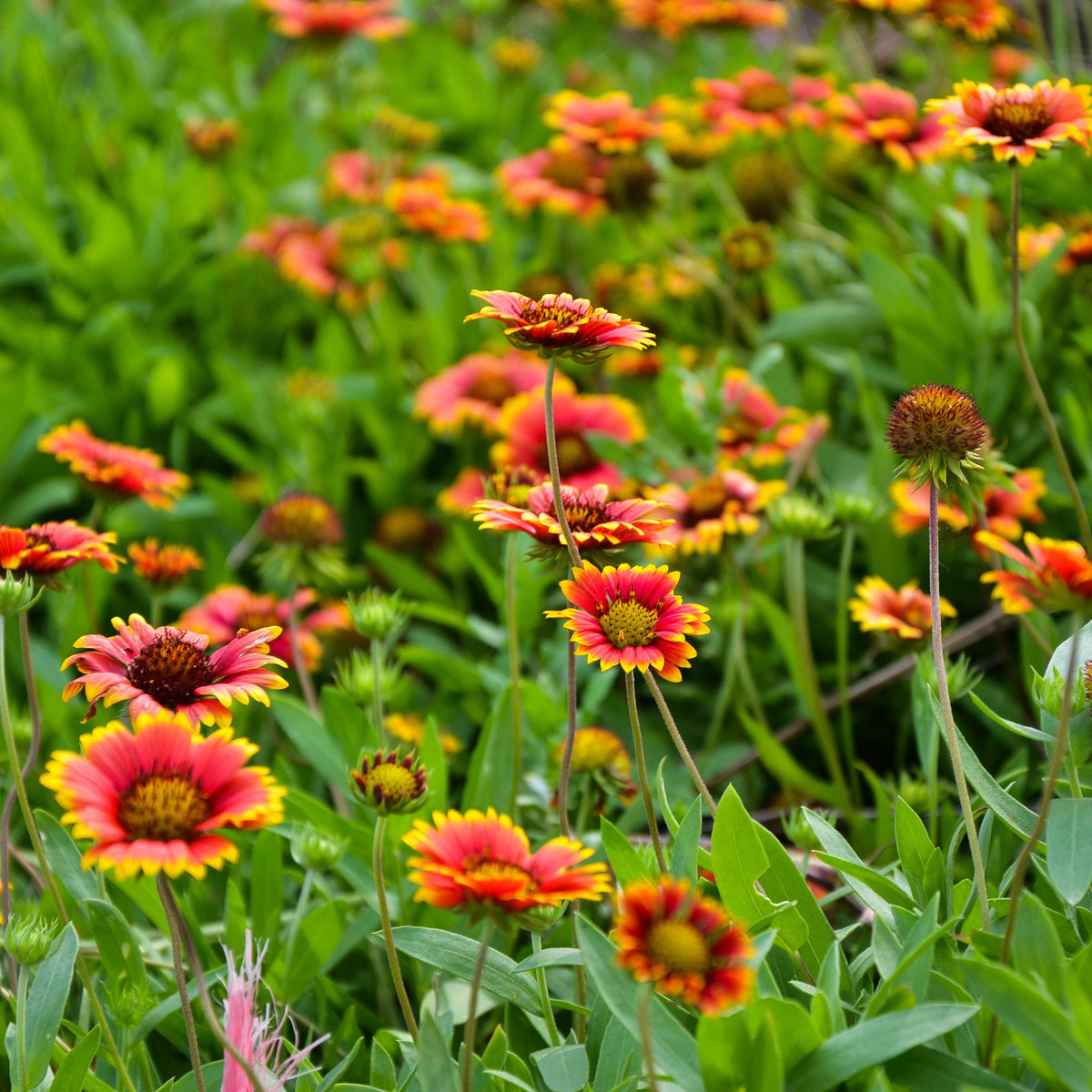 20s| Gaillardia pulchella 'Indian Blanket  Seeds– Blanket Flower – Heirloom, Non-GMO, Vibrant Red, Easy to Grow, Drought-Tolerant Perennial, Perfect for Pollinator Gardens, Borders, Cut Flowers, and Wildflower Meadows#8067