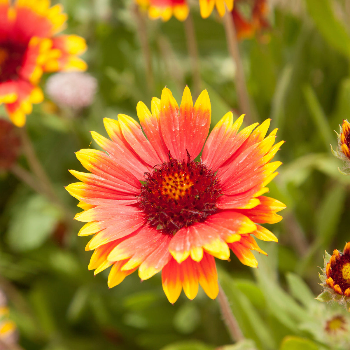 20s| Gaillardia pulchella 'Indian Blanket  Seeds– Blanket Flower – Heirloom, Non-GMO, Vibrant Red, Easy to Grow, Drought-Tolerant Perennial, Perfect for Pollinator Gardens, Borders, Cut Flowers, and Wildflower Meadows#8067