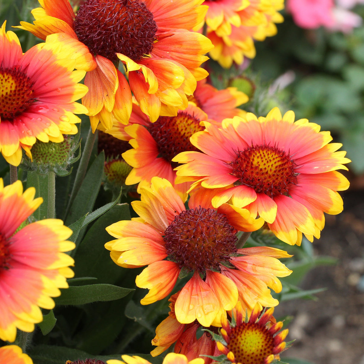 Gaillardia Pulchella 'Indian Blanket Seeds - Blanket Flower, 20 seeds