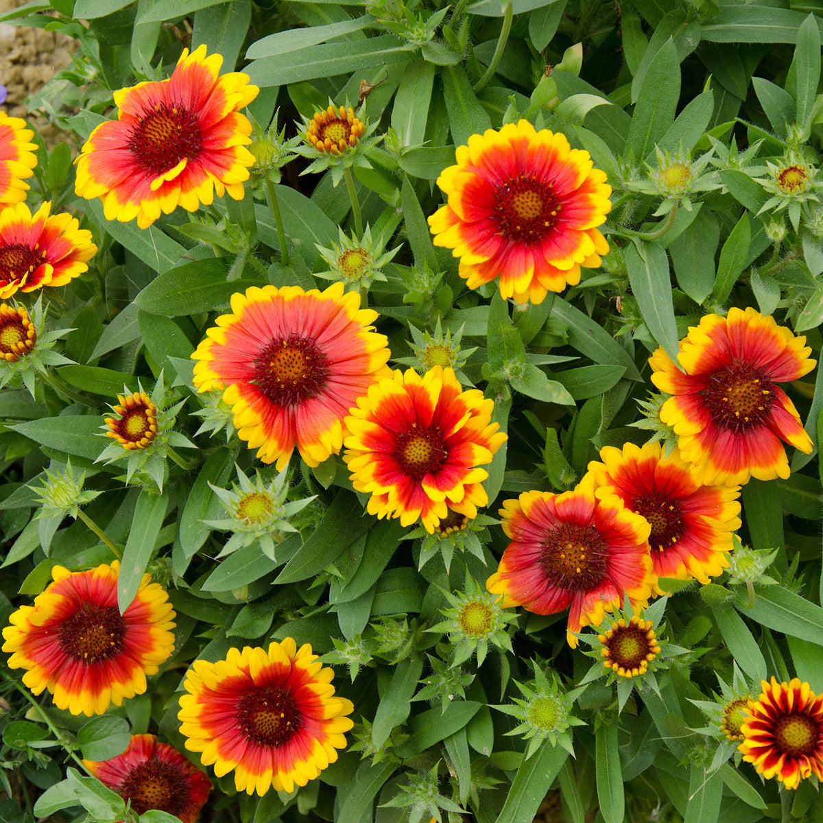 Gaillardia Pulchella 'Indian Blanket Seeds - Blanket Flower, 20 seeds