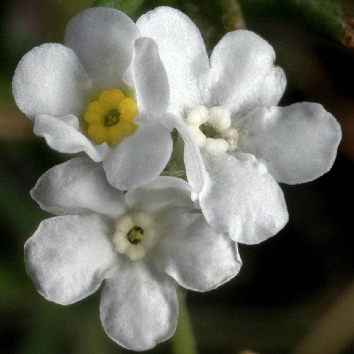 White Ball Alpine Forget-Me-Not Seeds - Bee Friendly