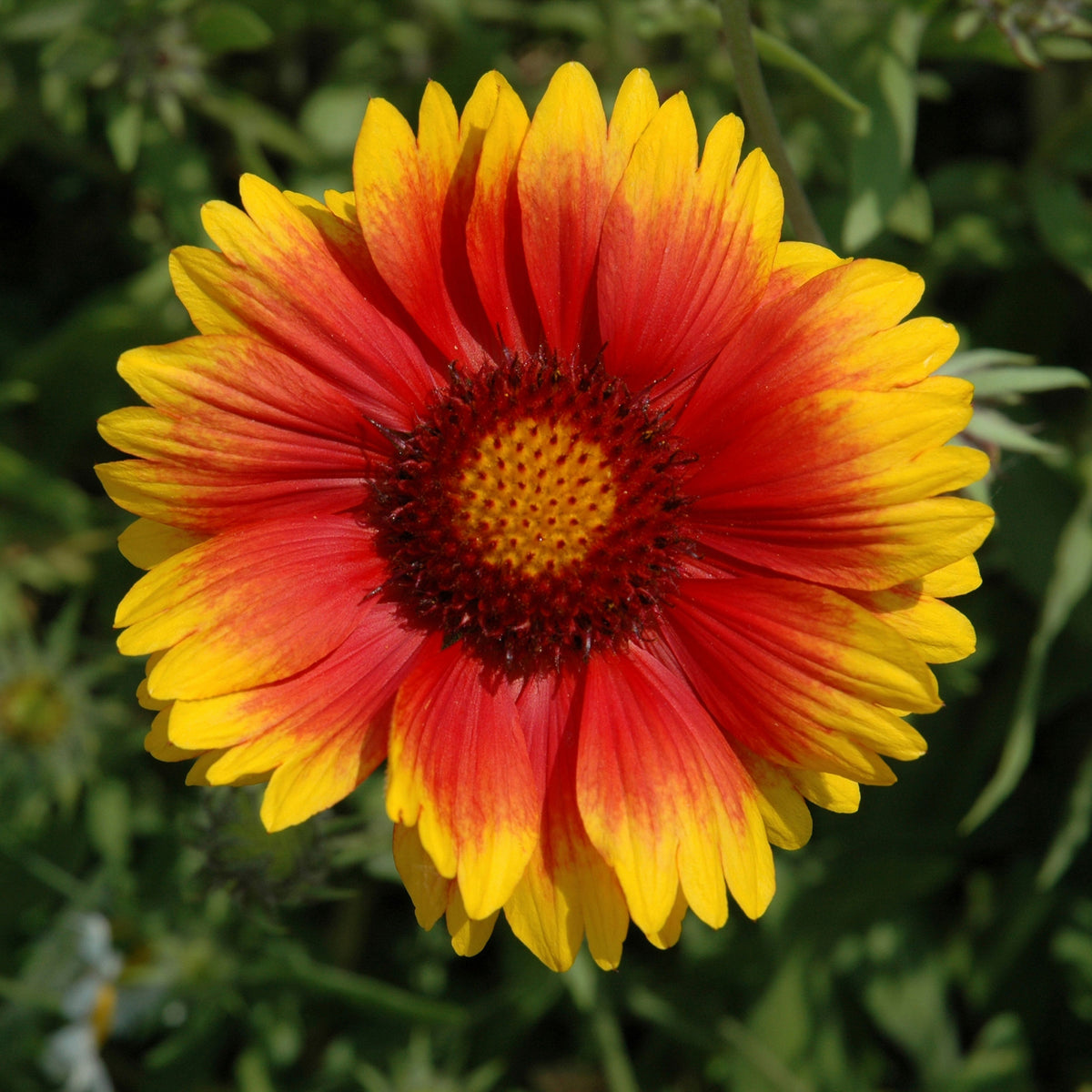Gaillardia Pulchella 'Indian Blanket Seeds - Blanket Flower, 20 seeds