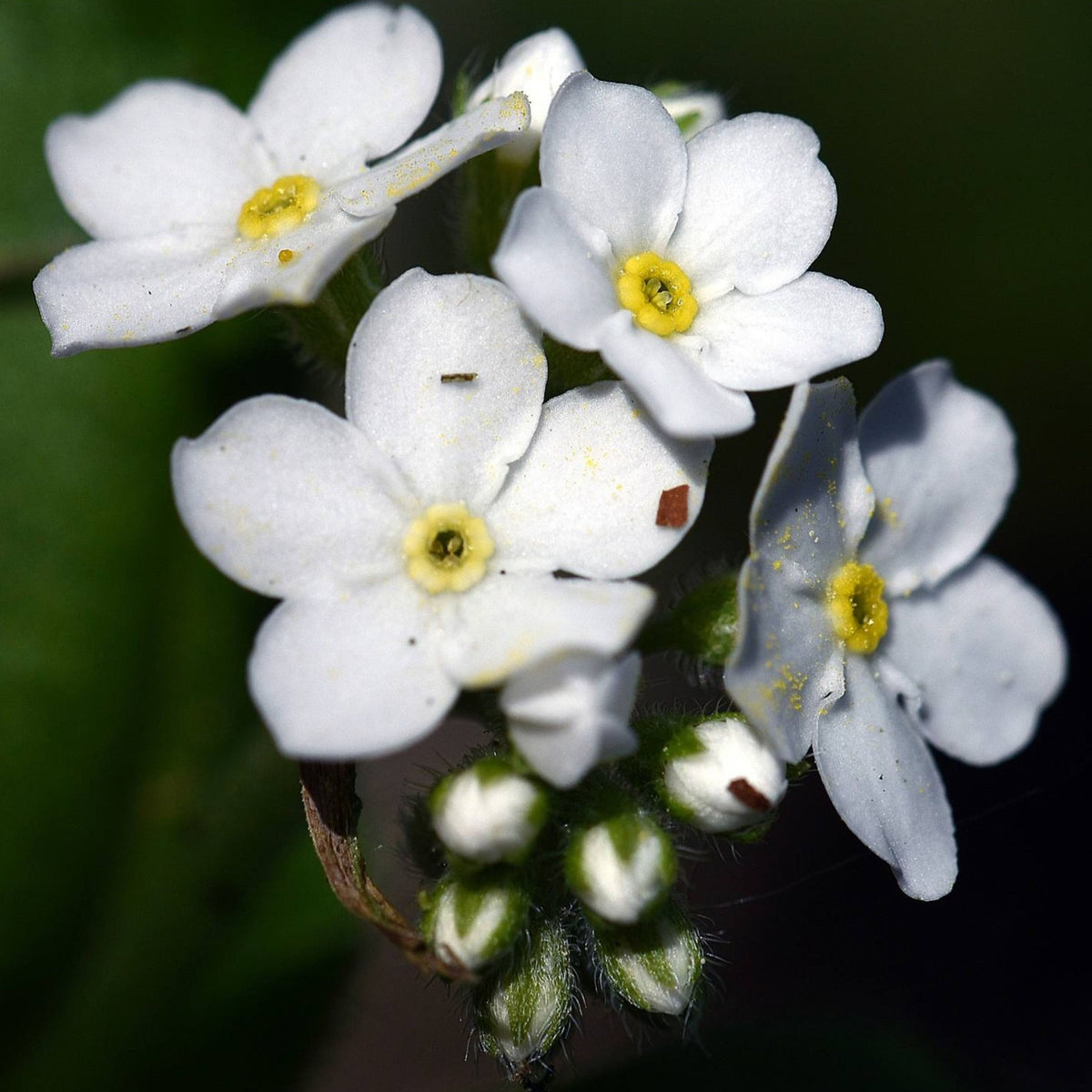 White Ball Alpine Forget-Me-Not Seeds - Bee Friendly