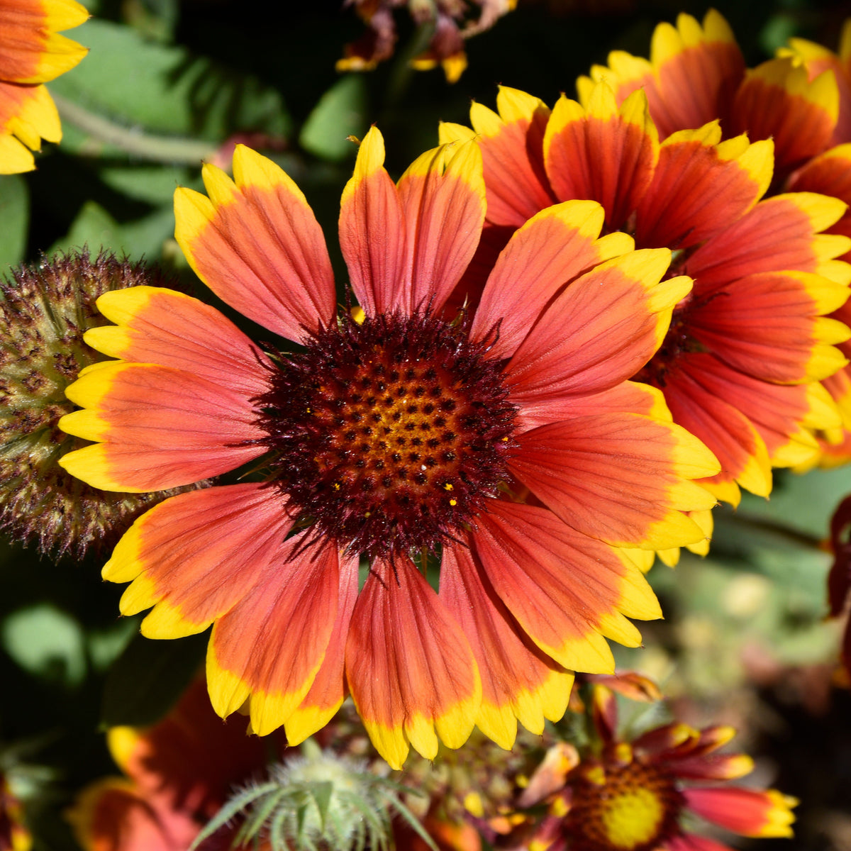 Gaillardia Pulchella 'Indian Blanket Seeds - Blanket Flower, 20 seeds