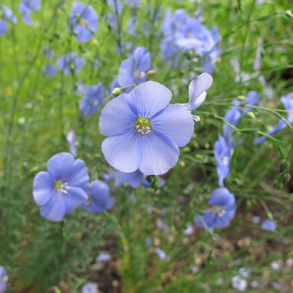 Common Flax, Linum Usitatissimum Seeds, 30 seeds