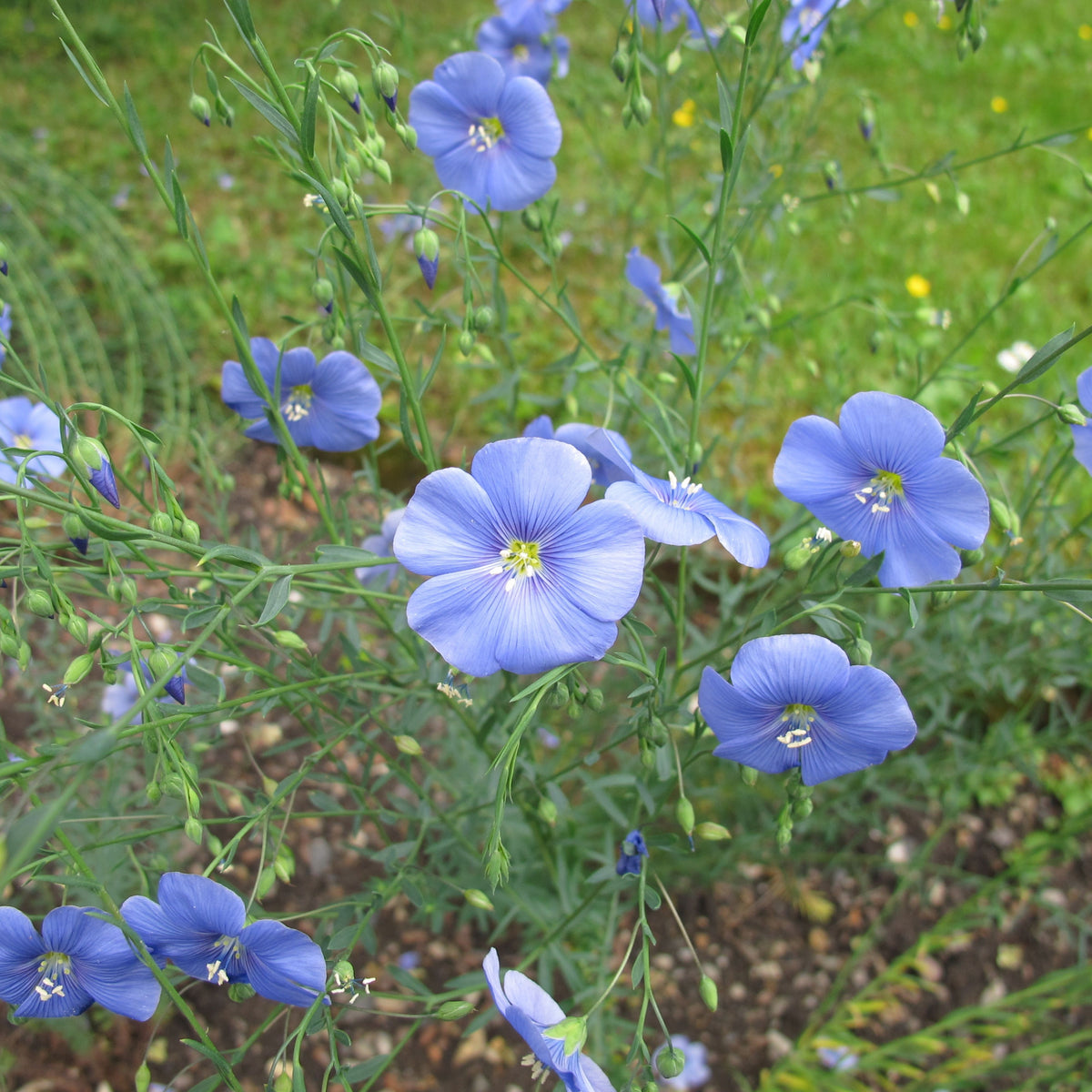 Bright Eyes Flax Seeds - Linum Grandiflorum, 30 seeds