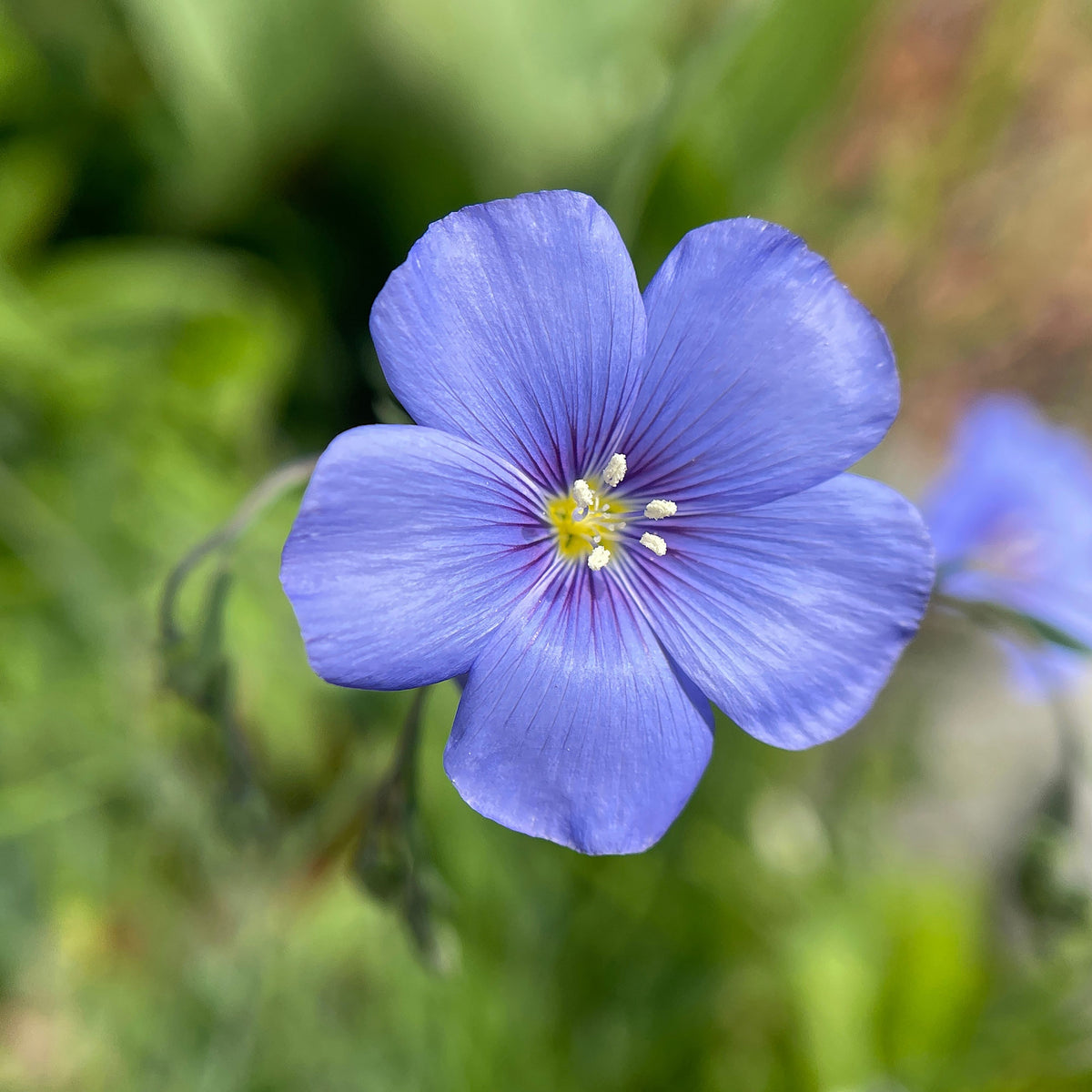Bright Eyes Flax Seeds - Linum Grandiflorum, 30 seeds