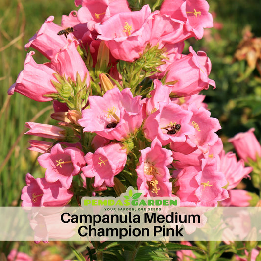 Campanula Medium Champion Pink Seeds - Canterbury Bells, 20 seeds
