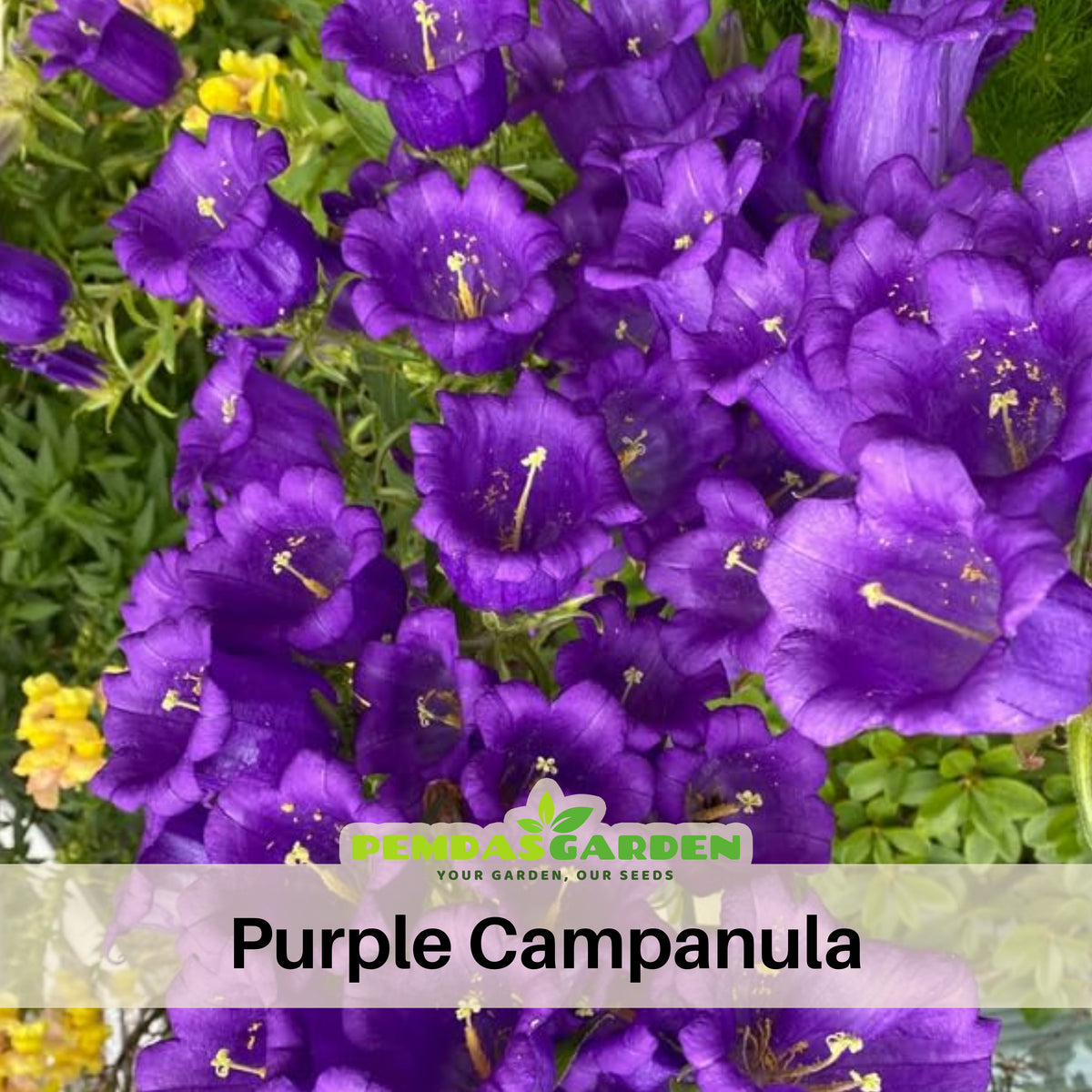 Campanula Pyramidalis Seeds - Bellflowers Seeds, Perennial, 20 seeds