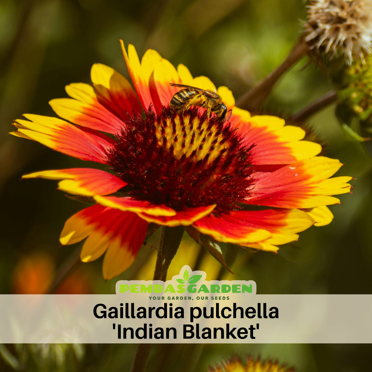 Gaillardia Pulchella 'Indian Blanket Seeds - Blanket Flower, 20 seeds