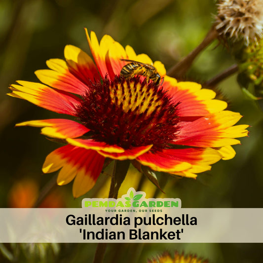Gaillardia Pulchella 'Indian Blanket Seeds - Blanket Flower, 20 seeds