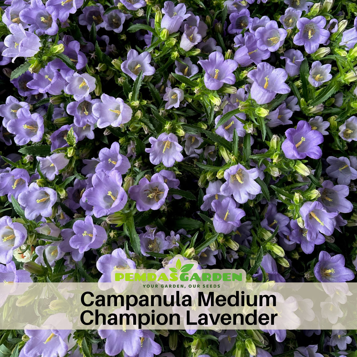 Campanula Medium Champion Lavender-8060B Seeds, 20 seeds