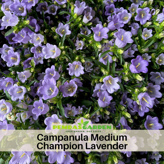 Campanula Medium Champion Lavender-8060B Seeds, 20 seeds
