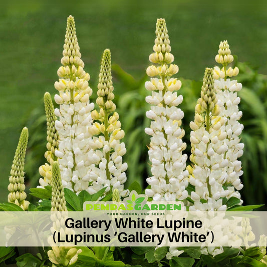 Gallery White Lupine (Lupinus ‘Gallery White’) Seeds