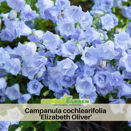 Campanula Persicifolia 'Alba Seeds - Bellflowers Seeds, 20 seeds