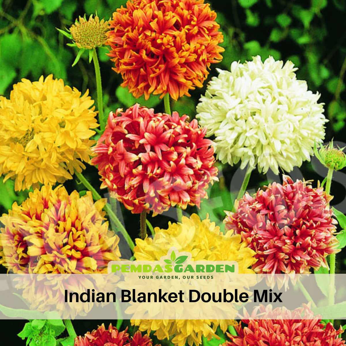 Double Mix Indian Blanket Seeds - Blanket Flower, 20 seeds