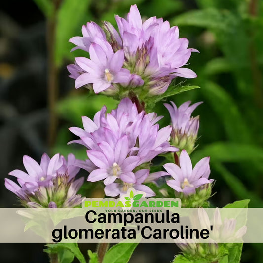 Campanula Glomerata 'Caroline' Seeds - Perennial, 20 seeds