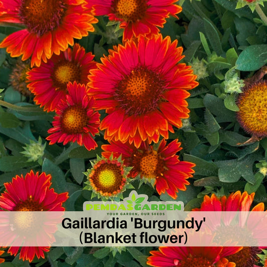 Burgundy Gaillardia Seeds (Blanket Flower) - Vibrant Red, 20 seeds