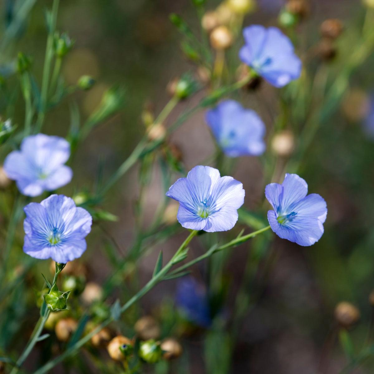 Common Flax, Linum Usitatissimum Seeds, 30 seeds