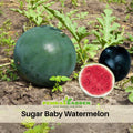 30 seeds| Sugar Baby Watermelon Seeds – Delicious Fruit, Easy to Grow, Perennial, Garden & Container Plant, Pollinator Friendly, Non-GMO, Heirloom Variety #5002
