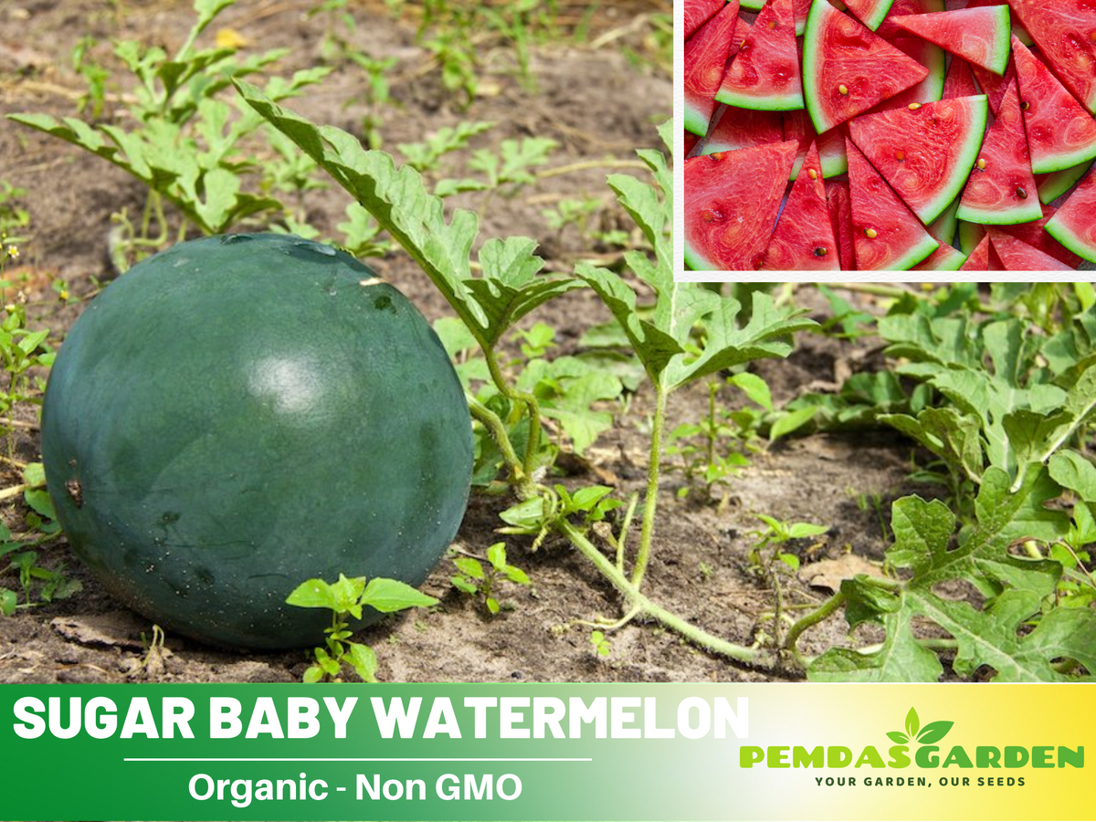 30 seeds| Sugar Baby Watermelon Seeds #5002