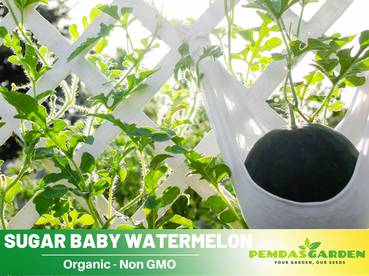 30 seeds| Sugar Baby Watermelon Seeds #5002