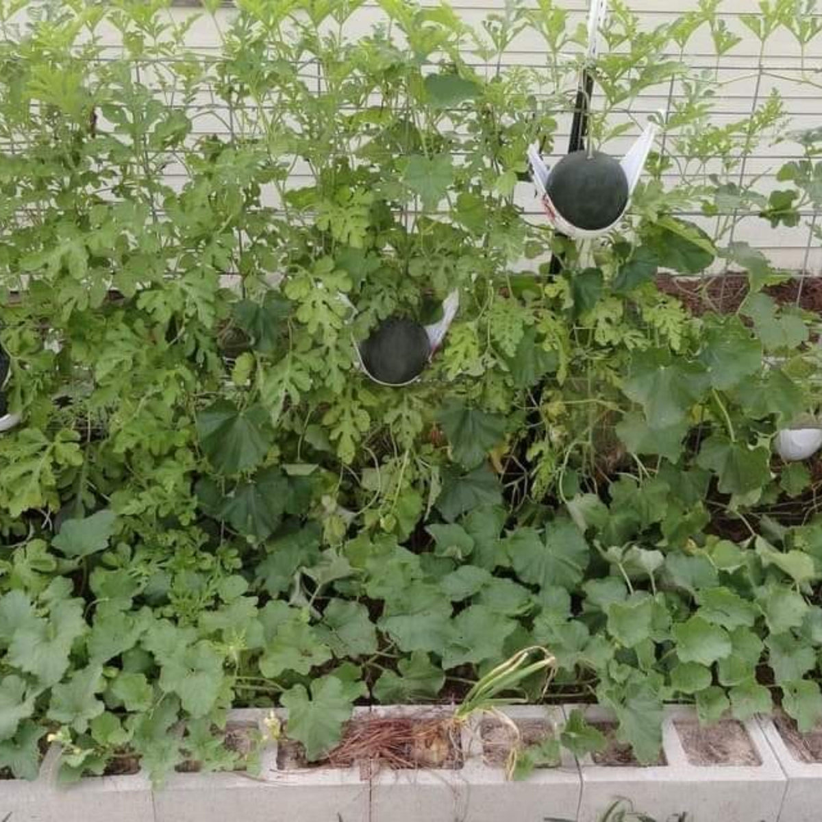 Sugar Baby Watermelon Seeds - Delicious Fruit, Perennial, 30 seeds