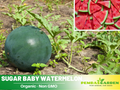30 seeds| Sugar Baby Watermelon Seeds – Delicious Fruit, Easy to Grow, Perennial, Garden & Container Plant, Pollinator Friendly, Non-GMO, Heirloom Variety #5002