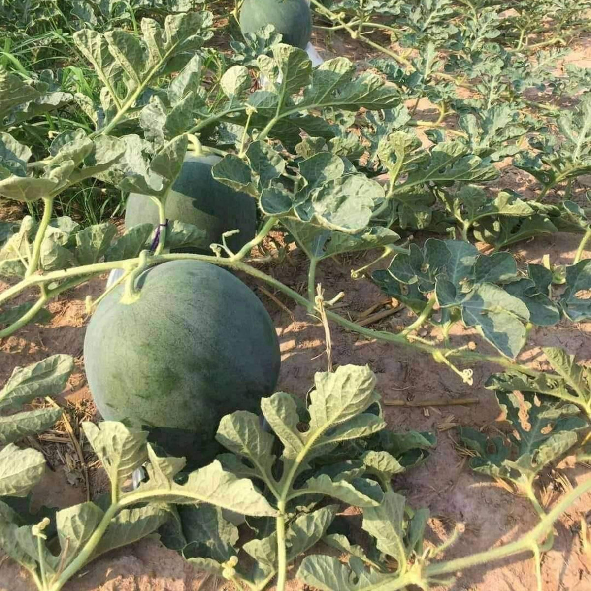 Sugar Baby Watermelon Seeds - Delicious Fruit, Perennial, 30 seeds
