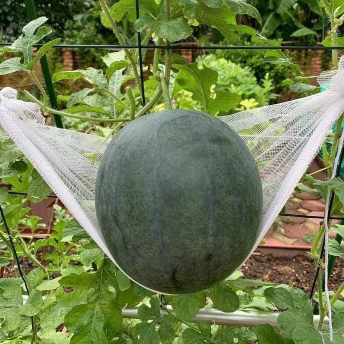 Sugar Baby Watermelon Seeds - Delicious Fruit, Perennial, 30 seeds