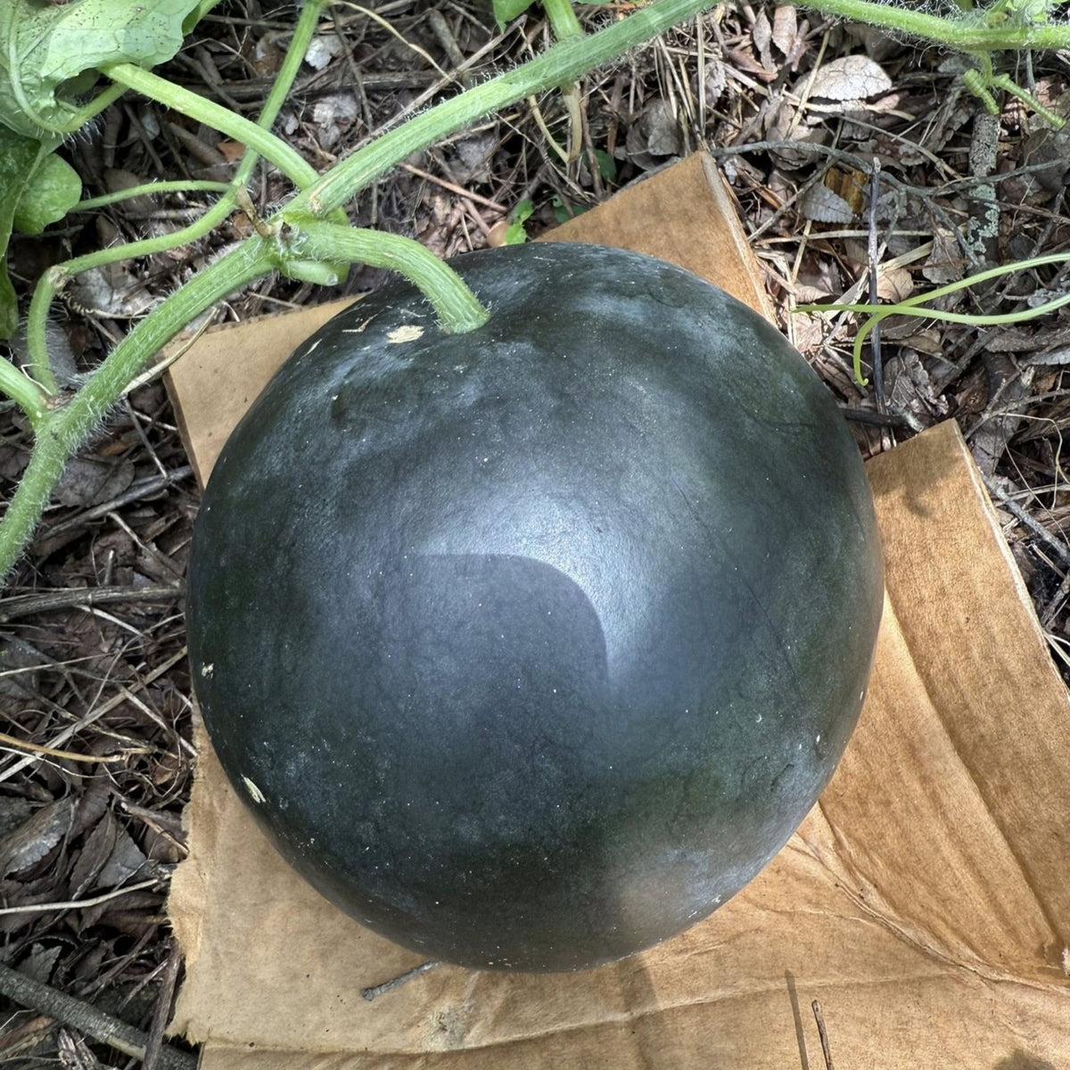 Sugar Baby Watermelon Seeds - Delicious Fruit, Perennial, 30 seeds