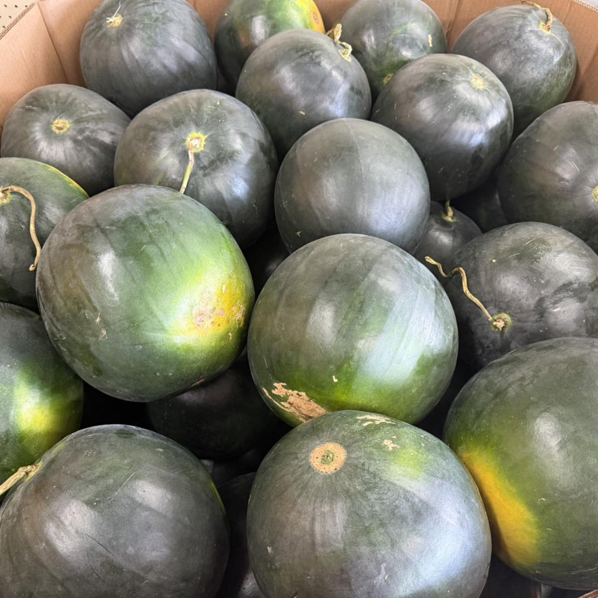 Sugar Baby Watermelon Seeds - Delicious Fruit, Perennial, 30 seeds