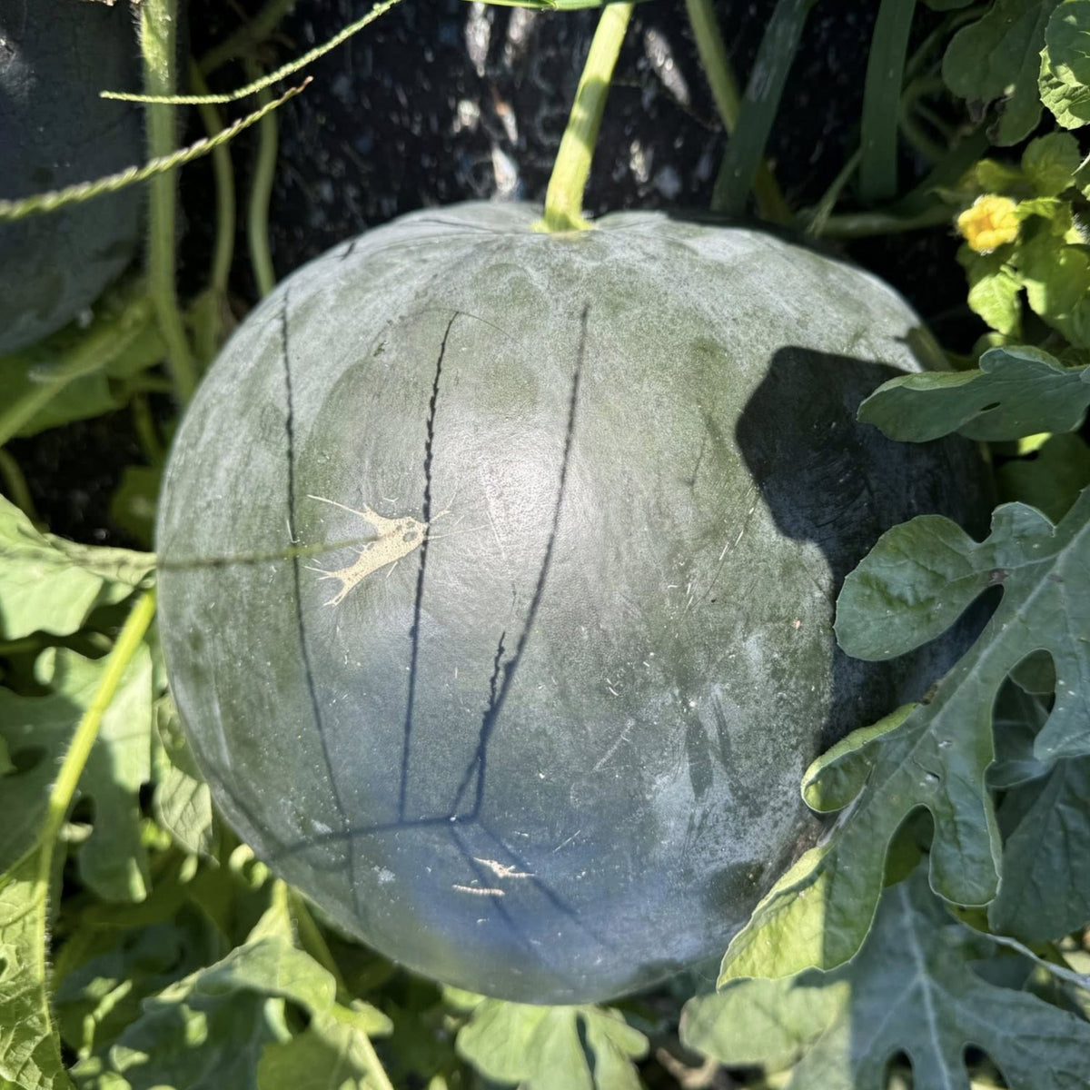 Sugar Baby Watermelon Seeds - Delicious Fruit, Perennial, 30 seeds