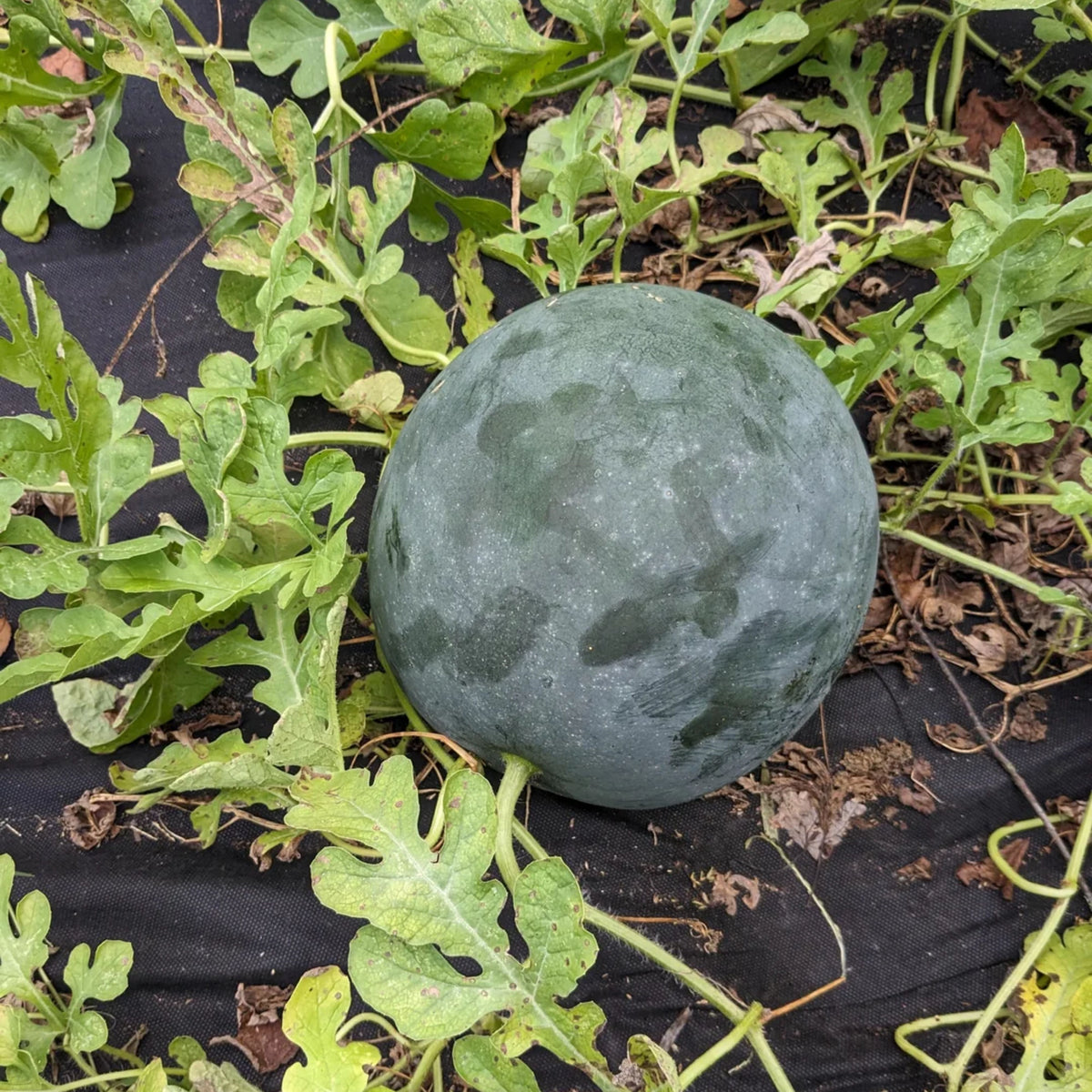 Sugar Baby Watermelon Seeds - Delicious Fruit, Perennial, 30 seeds