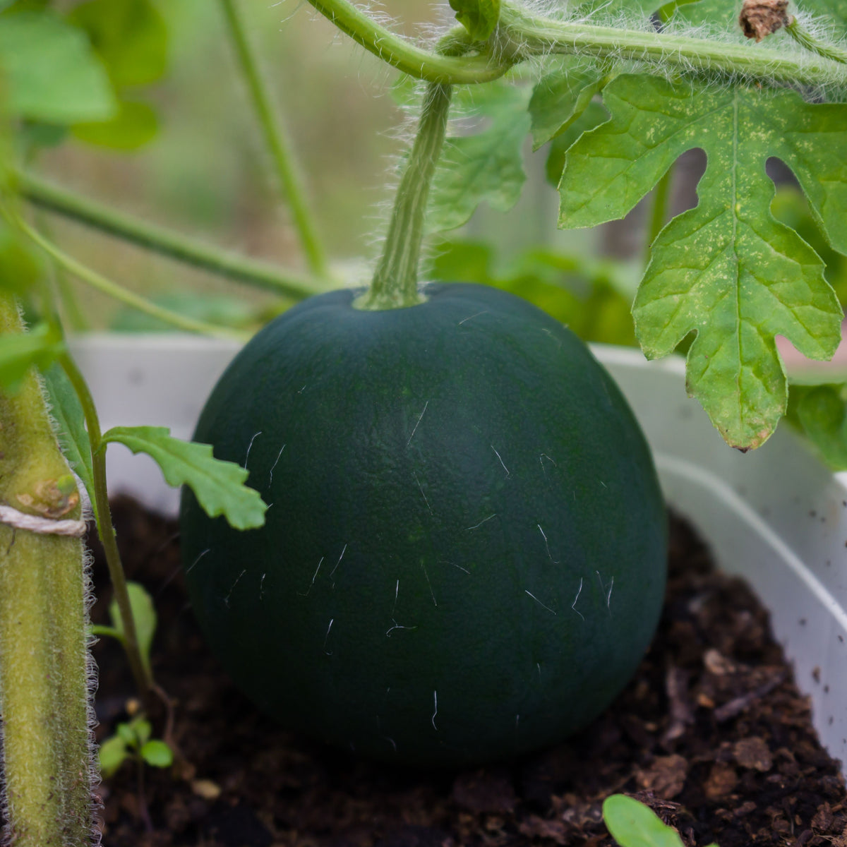 Sugar Baby Watermelon Seeds - Delicious Fruit, Perennial, 30 seeds