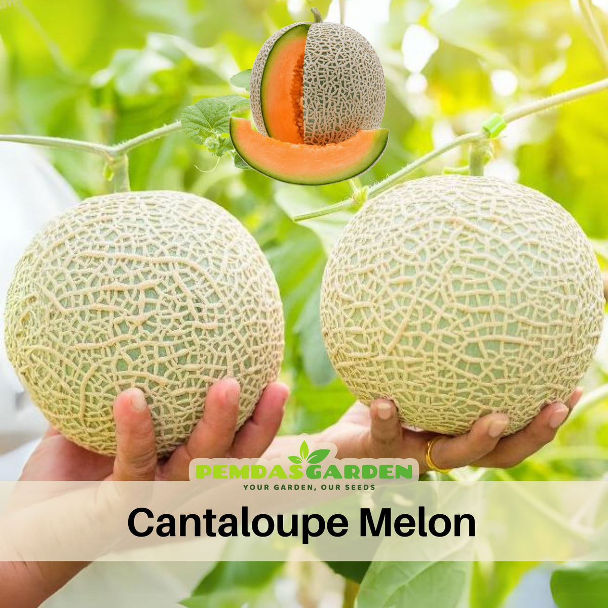 Cantaloupe Melon Seeds - Delicious Fruit, Perennial, 25 seeds