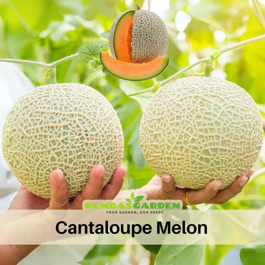 Cantaloupe Melon Seeds - Delicious Fruit, Perennial, 25 seeds