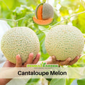 25 seeds| Cantaloupe Melon Seeds– Delicious Fruit, Easy to Grow, Perennial, Garden & Container Plant, Pollinator Friendly, Non-GMO, Heirloom Variety #5003