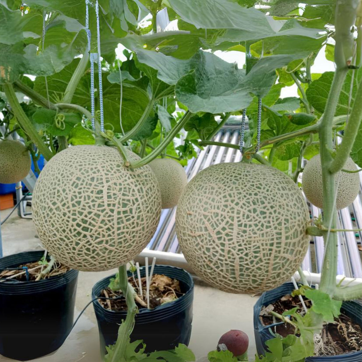 Cantaloupe Melon Seeds - Delicious Fruit, Perennial, 25 seeds