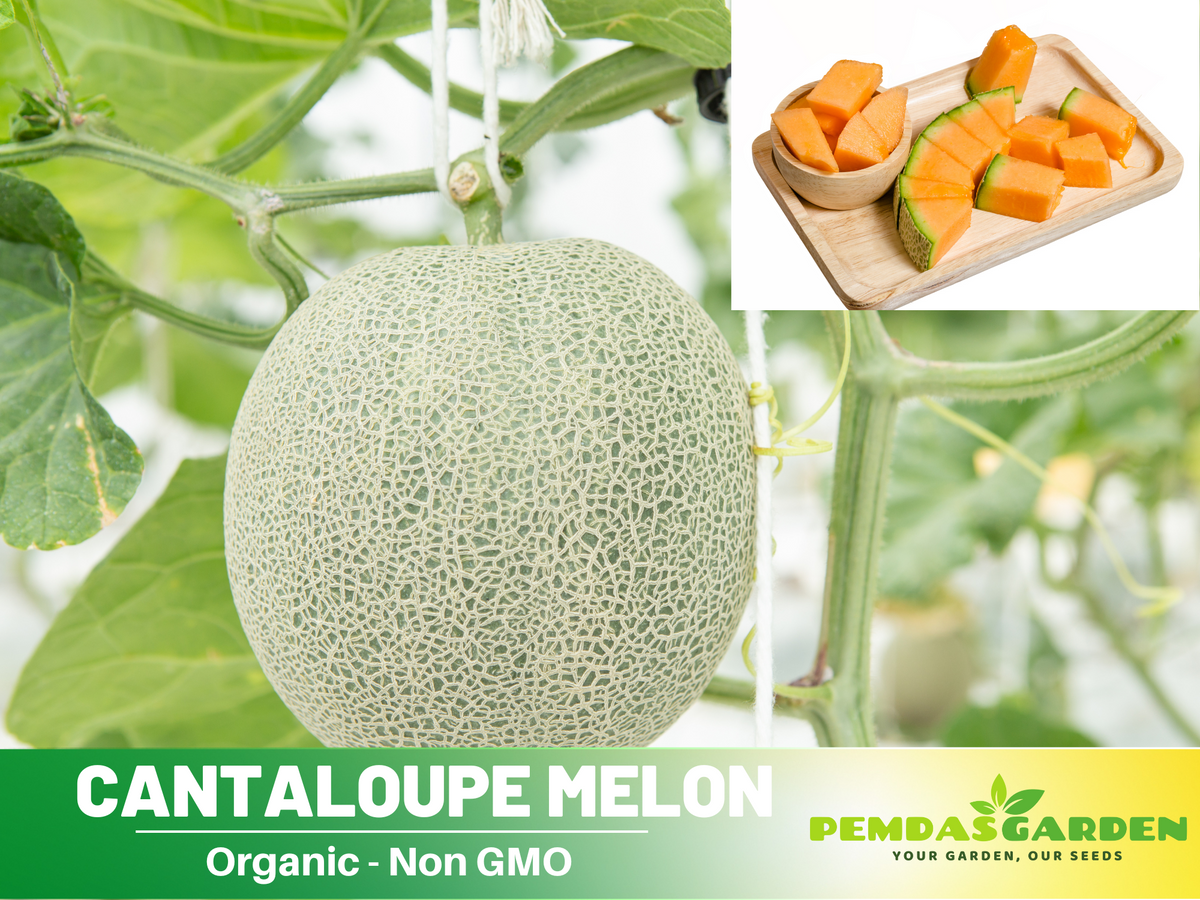 25 seeds| Cantaloupe Melon Seeds #5003