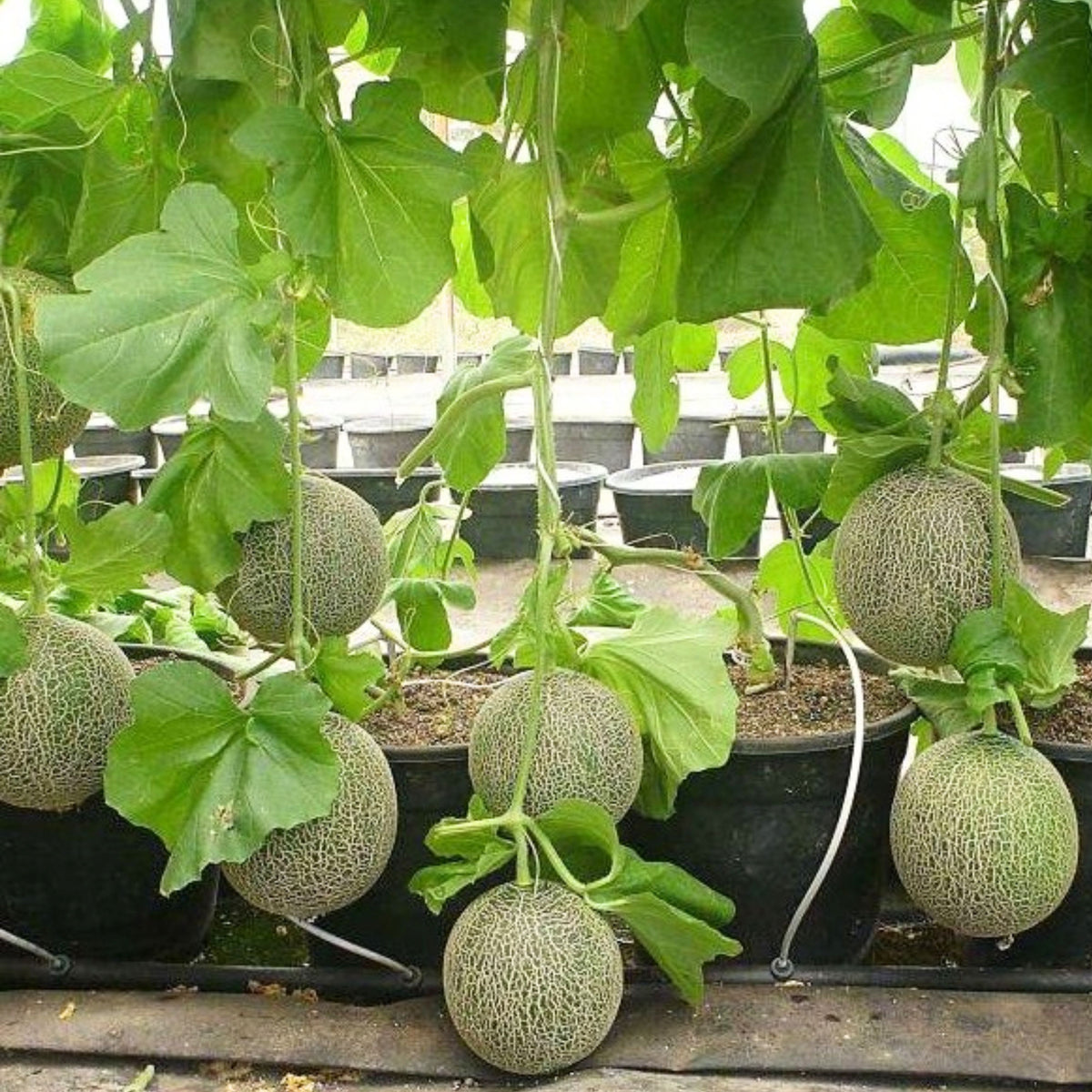 Cantaloupe Melon Seeds - Delicious Fruit, Perennial, 25 seeds
