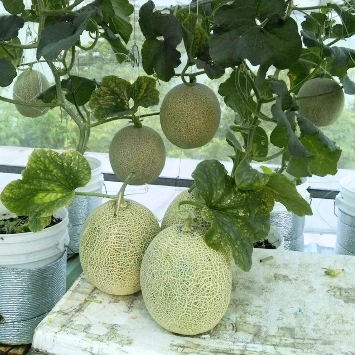 Cantaloupe Melon Seeds - Delicious Fruit, Perennial, 25 seeds