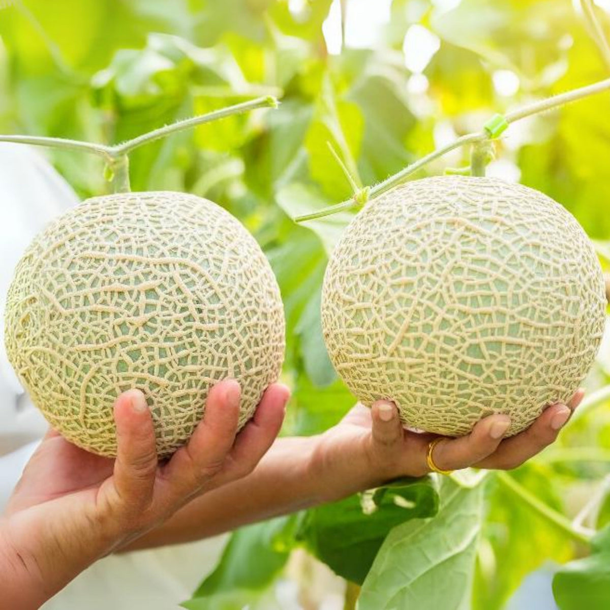 Cantaloupe Melon Seeds - Delicious Fruit, Perennial, 25 seeds