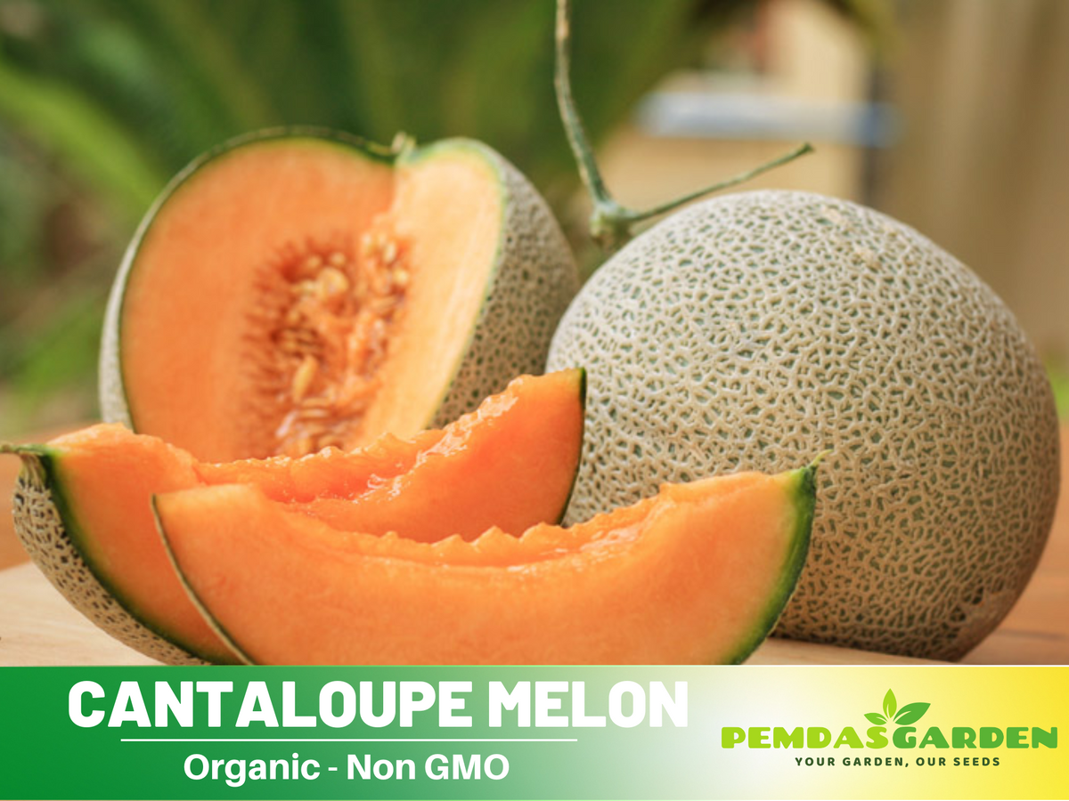 25 seeds| Cantaloupe Melon Seeds #5003