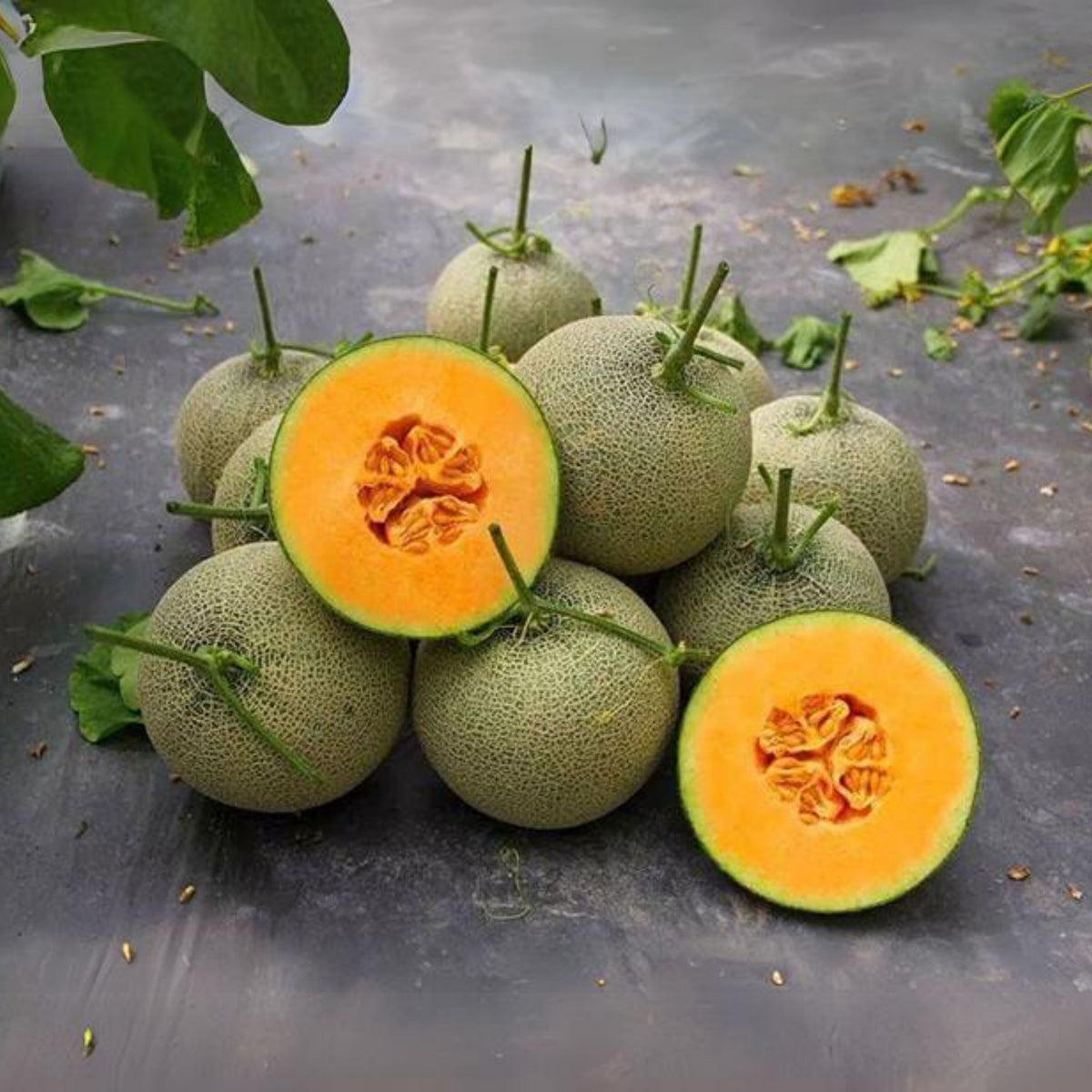 Cantaloupe Melon Seeds - Delicious Fruit, Perennial, 25 seeds