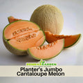 30 seeds| Planter's Cantaloupe  Melon Seeds – Delicious Fruit, Easy to Grow, Perennial, Garden & Container Plant, Pollinator Friendly, Non-GMO, Heirloom Variety